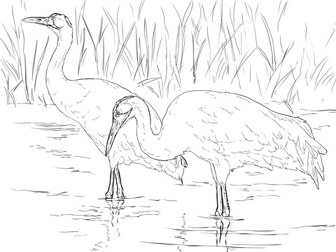 Two Whooping Cranes Coloring page
