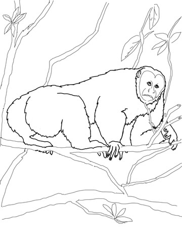 Uakari Monkey Coloring page