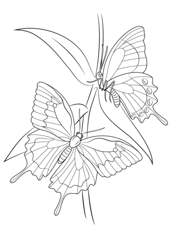 Ulysses Butterflies Coloring page