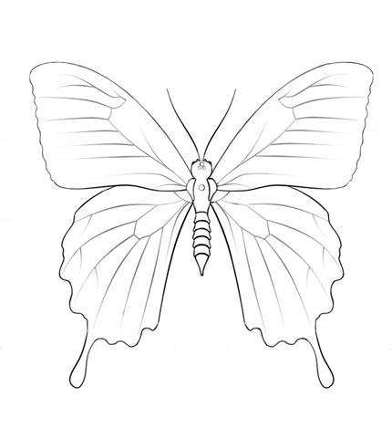 Ulysses Butterfly Coloring page