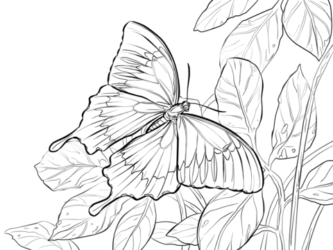 Ulysses or Blue Mountain Butterfly Coloring page