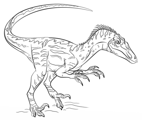 Dinosaur Velociraptor  Coloring page