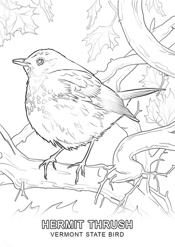 Vermont State Bird Coloring page