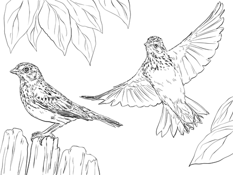 Vesper Sparrows Coloring page