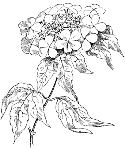 Viburnum Opulus or Guelder Rose Coloring page