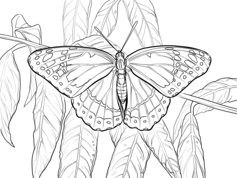 Viceroy Coloring page