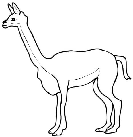 Vicuna Coloring page