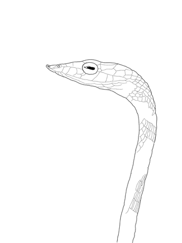 Vine Snake Coloring page