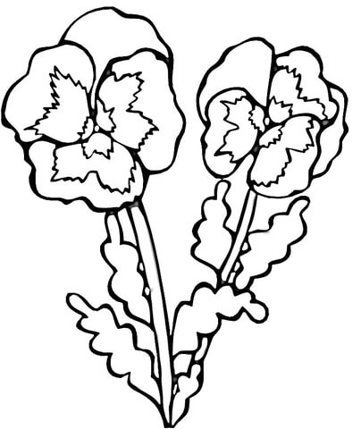 Violets  Coloring page