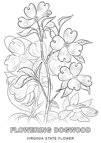 Virginia State Flower Coloring page