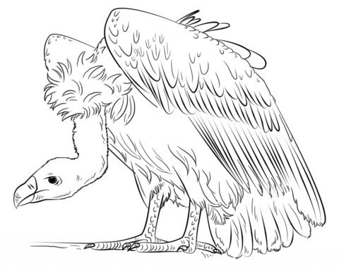 Vulture Coloring page