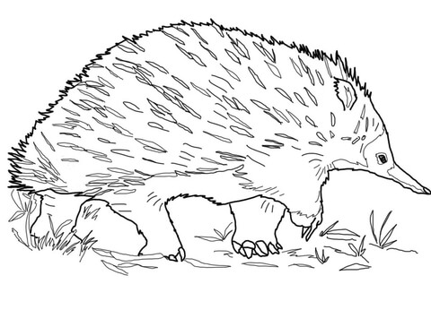 Walking Echidna Coloring page