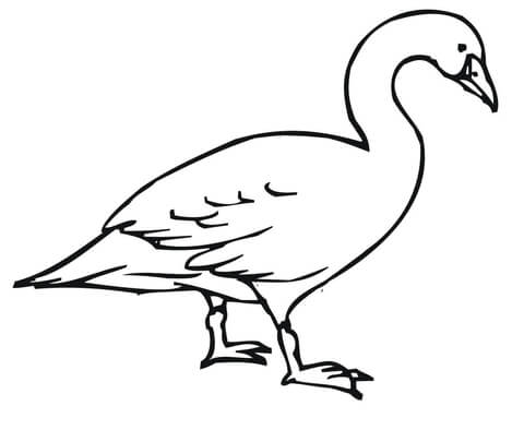 Walking Swan Coloring page