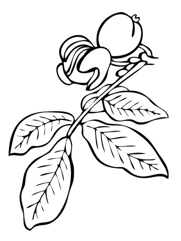 Walnut Tree Branch Coloring page