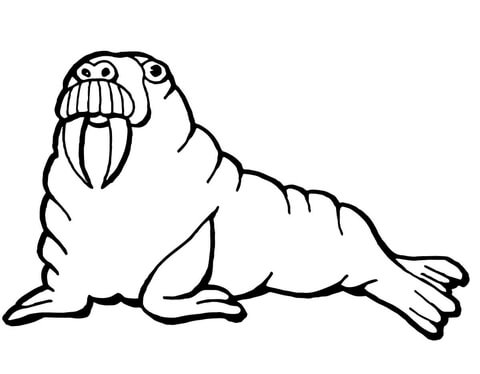 Walrus Coloring page