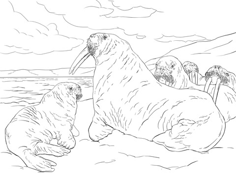 Walrus Family Coloring page