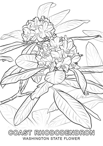 Washington State Flower Coloring page