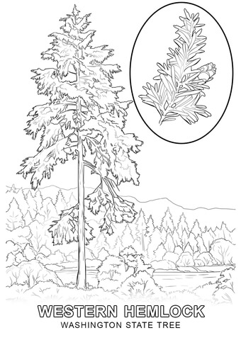 Washington State Tree Coloring page