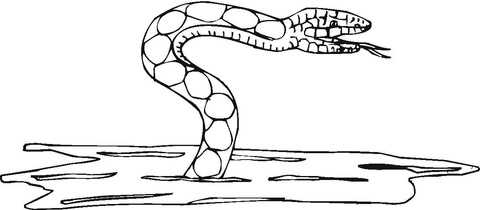 Water Snake  Coloring page