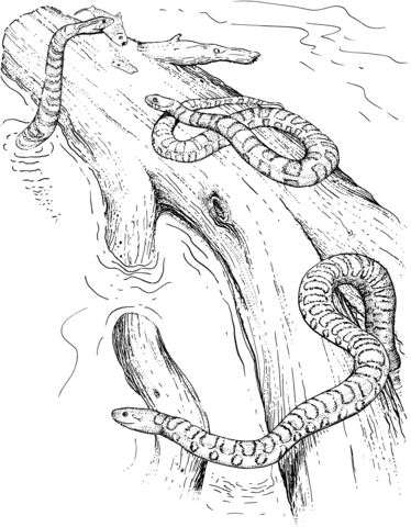 Water Snakes Coloring page