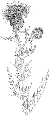 Wavyleaf Thistle or Gray Thistle Coloring page