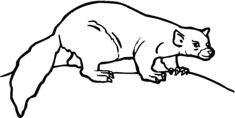 Weasel 5 Coloring page