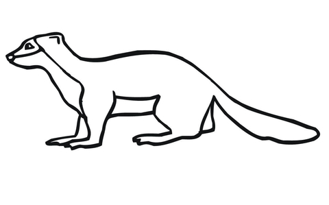 Weasel Coloring page