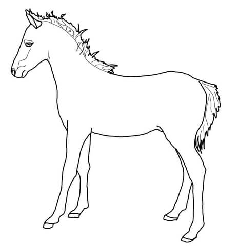 Welsh Pony Coloring page