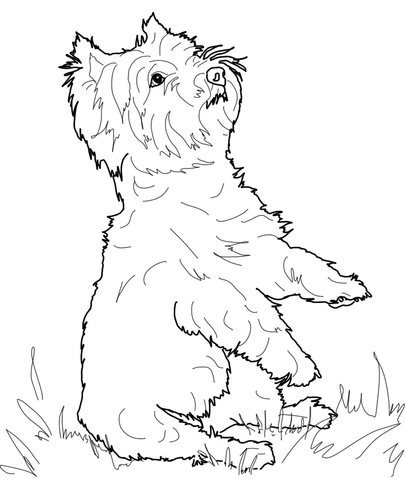 West Highland White Terrier Coloring page
