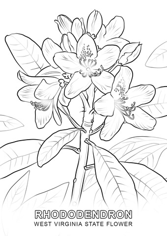 West Virginia State Flower Coloring page