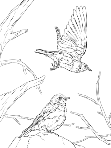 Western Bluebird Coloring page