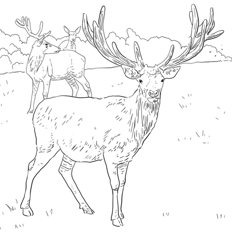 Western European Red Deer Coloring page