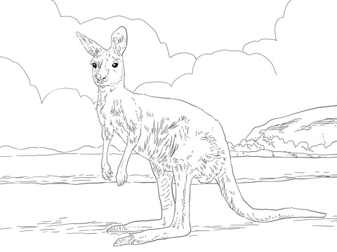 Western Grey Kangaroo Coloring page