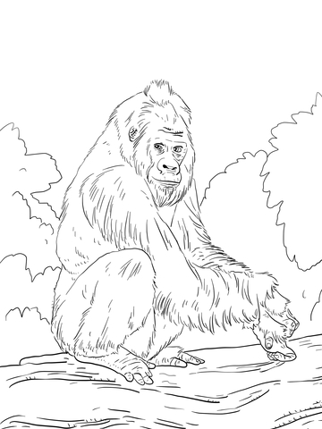 Western Lowland Gorilla Coloring page