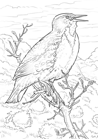 Eastern Meadowlark Coloring page