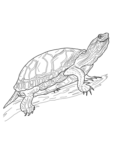 Western Painted Turtle Coloring page