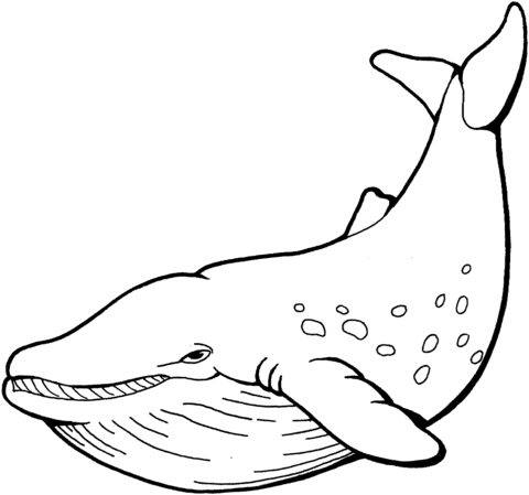 Whale 2 Coloring page