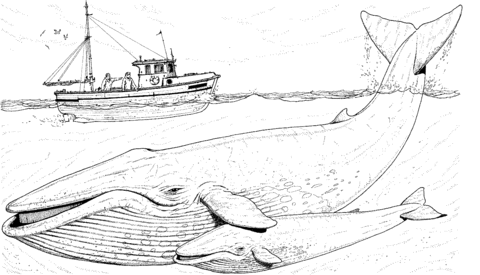 Blue Whales Mother and Baby under the Boat Coloring page