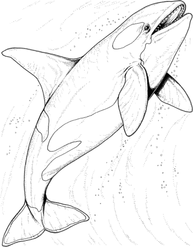 Orca Whale In The Ocean Coloring page