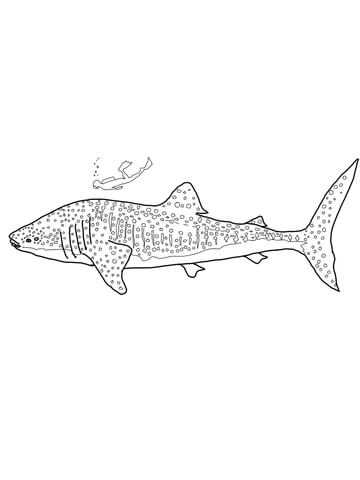 Whale Shark Coloring page