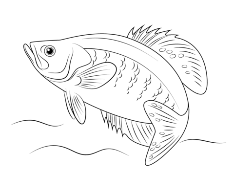 White Crappie Coloring page