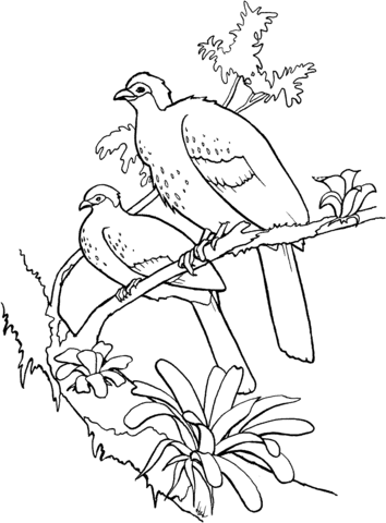 White Crested Guan Coloring page