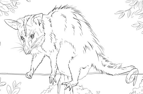 White Eared Opossum Coloring page