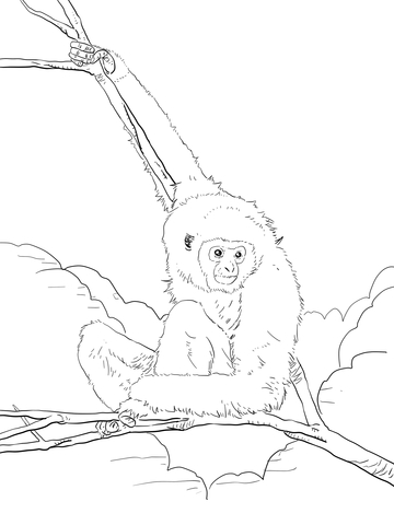 White Handed Lar Gibbon Coloring page