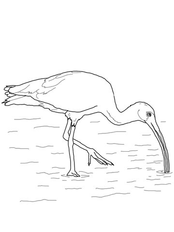 White Ibis Coloring page