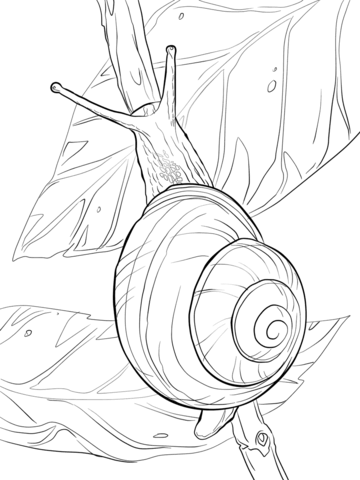 White Lipped Snail Coloring page
