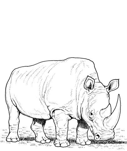 White Rhino Eating Grass Coloring page