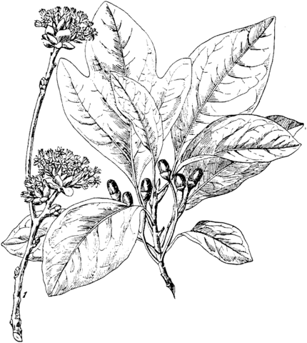 White Sassafras Branchlet Coloring page