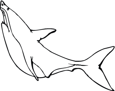 Great White Shark 2 Coloring page