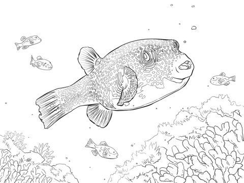 White Spotted Puffer Coloring page